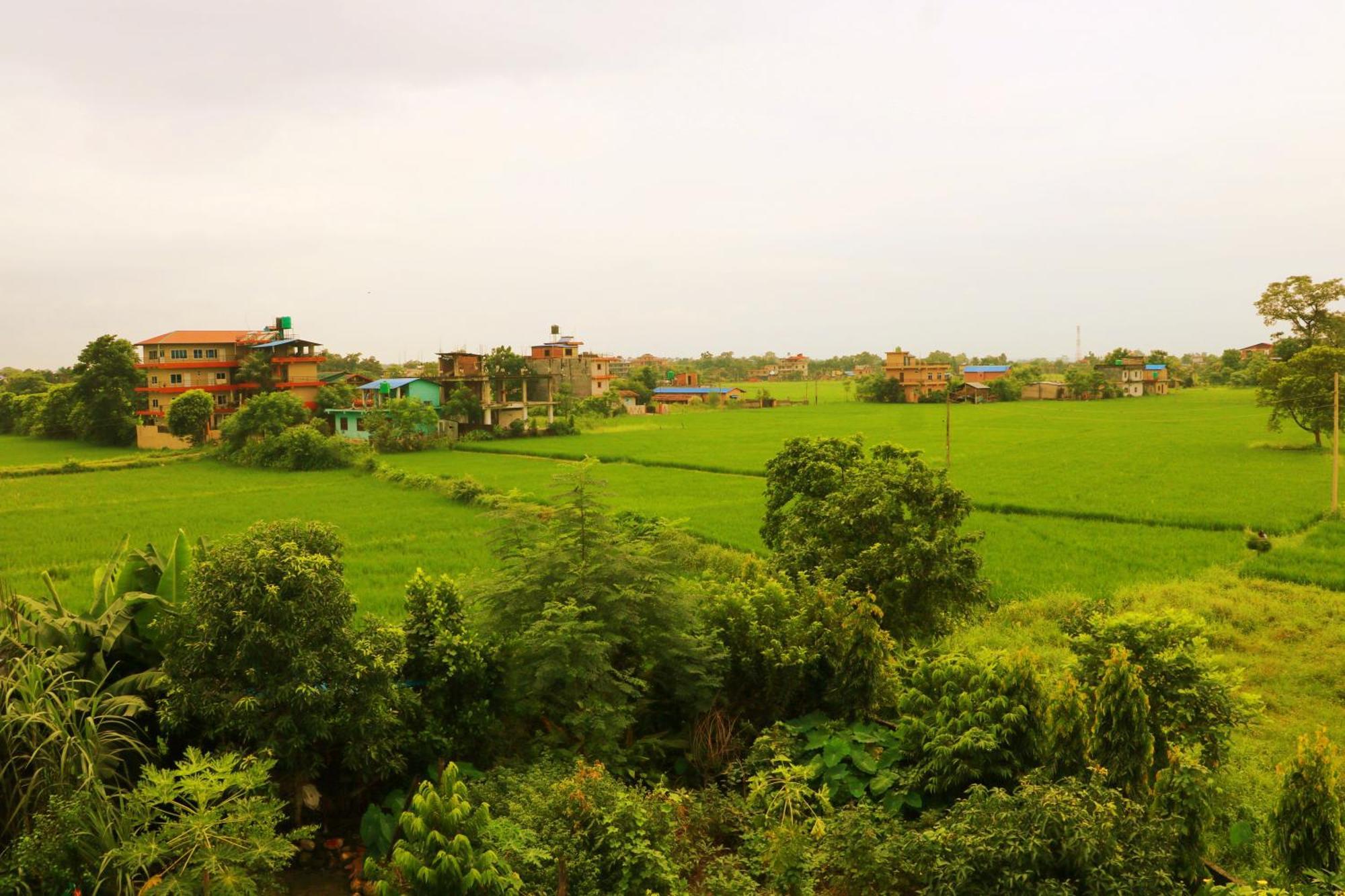 Hotel National Park Sauraha Bagian luar foto